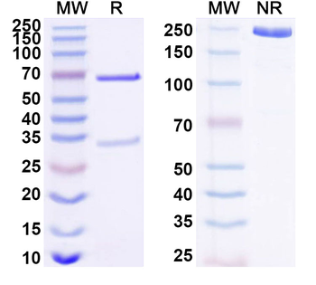 LAMTOR5/HBXIP Monoclonal Mouse Monoclonal Antibody