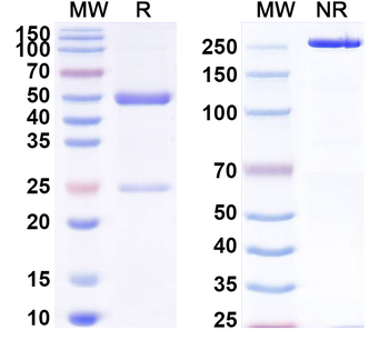 BTNL2/BTL-II Monoclonal Rat Monoclonal Antibody
