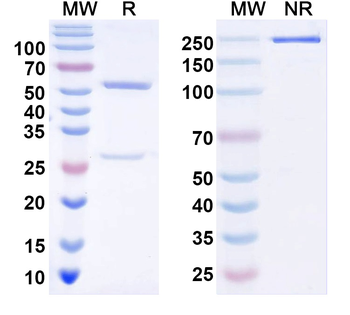 TNFa/TNF-alpha Monoclonal Mouse Monoclonal Antibody