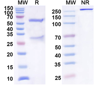 HeV/NiV Glycoprotein G Mouse Monoclonal Antibody