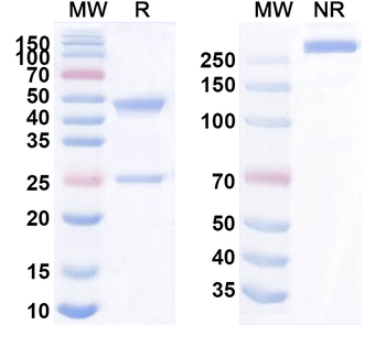 CSFV Viroporin p7 Mouse Monoclonal Antibody