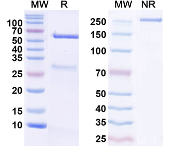 ASFV PX69R Mouse Monoclonal Antibody