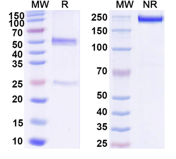 CSFV Envelope glycoprotein E1/gp33 Mouse Monoclonal Antibody
