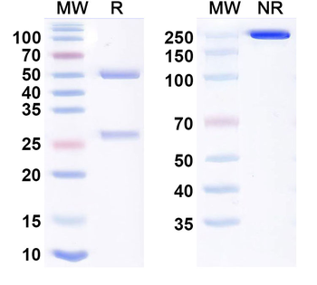 CSFV NS4B Mouse Monoclonal Antibody