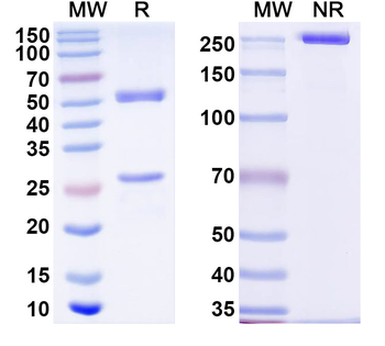ASFV I9R Mouse Monoclonal Antibody