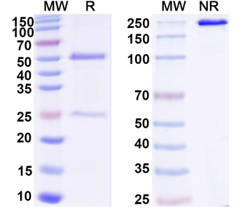 ASFV I9R Mouse Monoclonal Antibody