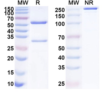 ASFV NS4A Mouse Monoclonal Antibody