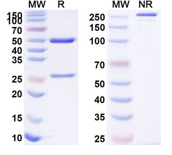 ASFV NS4A Mouse Monoclonal Antibody