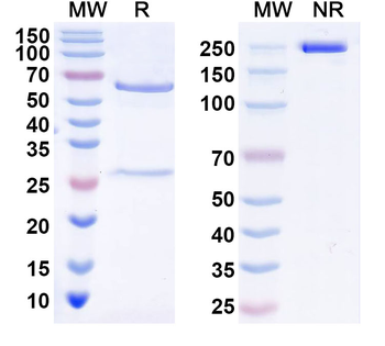 CSFV NS5B Mouse Monoclonal Antibody