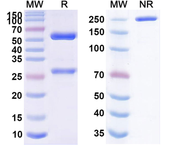 ASFV I177L Mouse Monoclonal Antibody