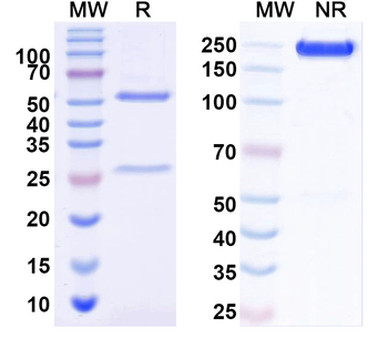 ASFV E184R Mouse Monoclonal Antibody