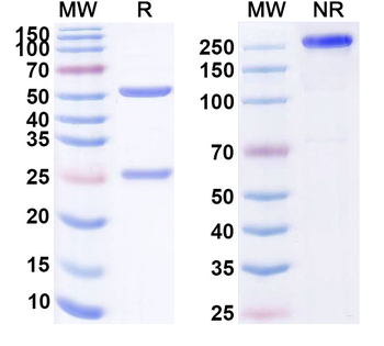 MPXV A29L Mouse Monoclonal Antibody