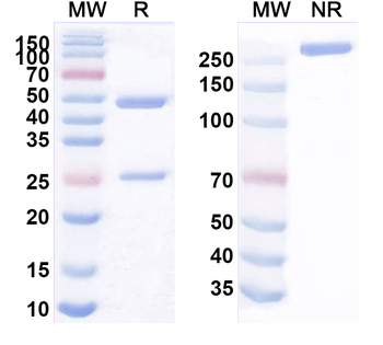 MPXV A29L Mouse Monoclonal Antibody