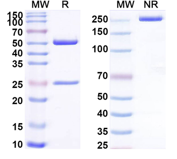HHV2/HSV2 gD/US6 Mouse Monoclonal Antibody