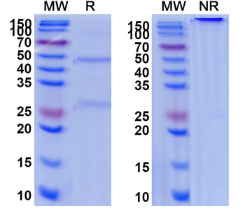 IL6 Monoclonal Mouse Monoclonal Antibody