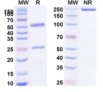 GAPDH Monoclonal Mouse Monoclonal Antibody
