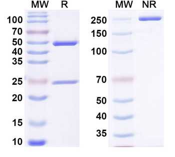 PCNA Mouse Monoclonal Antibody