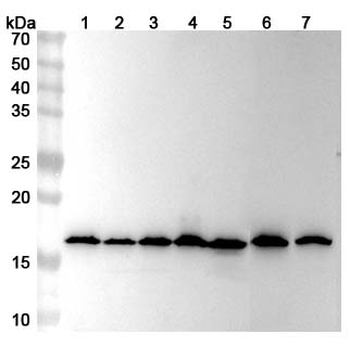 Histone H3 Rabbit Polyclonal Antibody