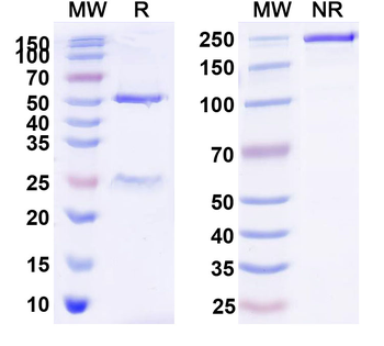 S-TAG Mouse Monoclonal Antibody