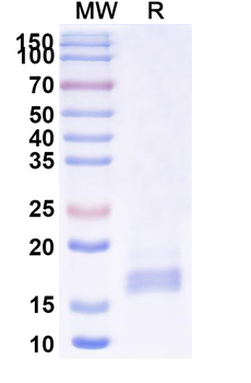 V5-tag Camelus Monoclonal Antibody