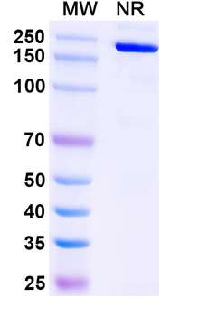 ACTB/β-actin/Beta Actin Mouse Monoclonal Antibody