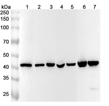 ACTB/β-actin/Beta Actin Mouse Monoclonal Antibody