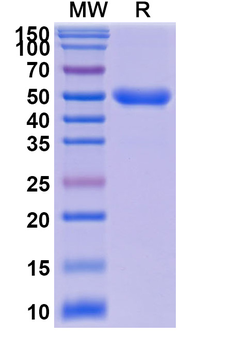 IL23R Camelus Monoclonal Antibody