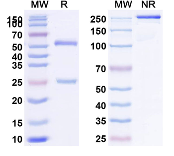 HHV-5/HCMV gB/Envelope glycoprotein B Human Monoclonal Antibody