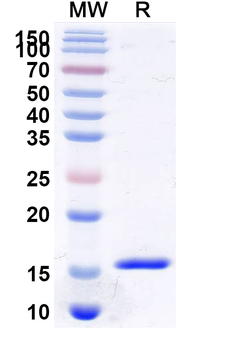 CDKN2A/p16INK4a Camelus Monoclonal Antibody