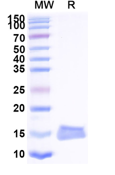 HSV gD/US6 Camelus Monoclonal Antibody