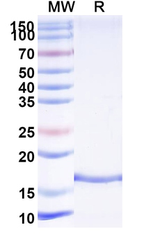 HSV gD/US6 Camelus Monoclonal Antibody