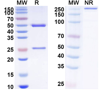 CD93/C1qR Mouse Recombinant Antibody
