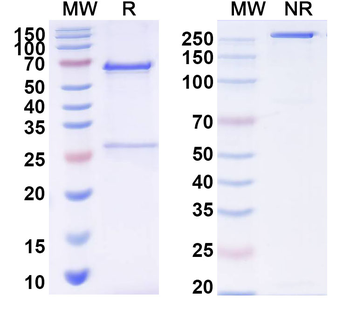 CPV Capsid Mouse Monoclonal Antibody