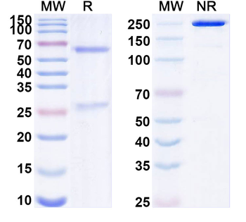 ZEBOV GP/Envelope glycoprotein Neutralization Human Monoclonal Antibody