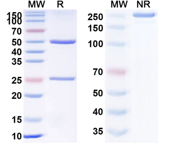 SFTSV glycoprotein Gn Human Monoclonal Antibody