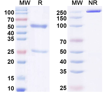 HSV-2/HHV-2 gB/Envelope glycoprotein B Human Monoclonal Antibody