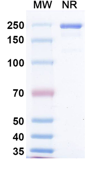 Measles virus/MeV F/Fusion Human Monoclonal Antibody