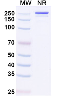 Influenza A virus(H1N1) Hemagglutinin(HA) Broadly Neutralizing Human Monoclonal Antibody
