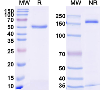 TNFa/TNF-alpha Rabbit Monoclonal Antibody