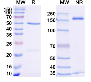 TNFa/TNF-alpha Rabbit Monoclonal Antibody