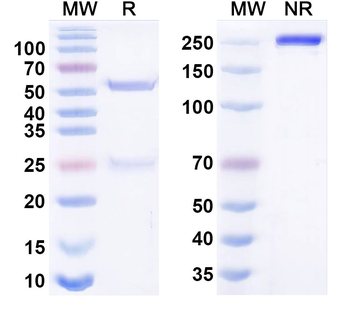 Norovirus/Norwalk virus Capsid protein/VP1 Broadly Neutralizing Human Monoclonal Antibody
