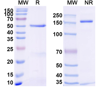 TNFa/TNF-alpha Rabbit Monoclonal Antibody