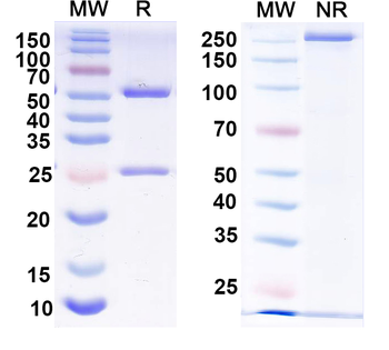 CXCL3 Mouse Monoclonal Antibody