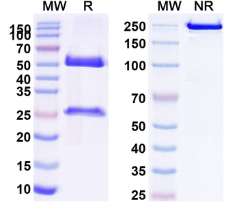 HIV-1 gp120 Broadly Neutralizing Human Monoclonal Antibody