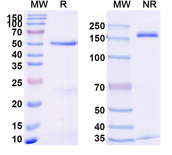 TNFa/TNF-alpha Rabbit Monoclonal Antibody
