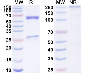 TRIM28 IP Mouse Monoclonal Antibody