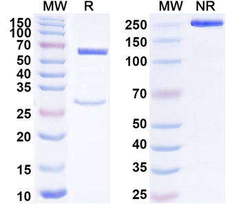 KDM4D IP Mouse Monoclonal Antibody