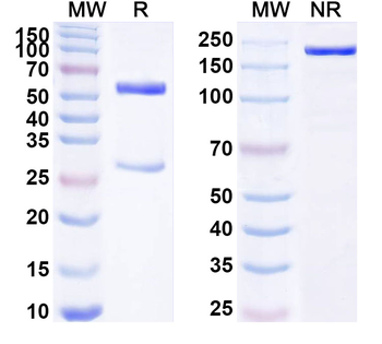 SETD7 IP Mouse Monoclonal Antibody