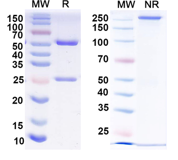 PHF8 IP Mouse Monoclonal Antibody