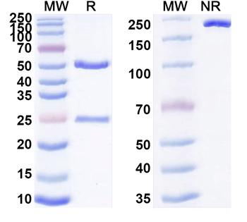KDM2A IP Mouse Monoclonal Antibody